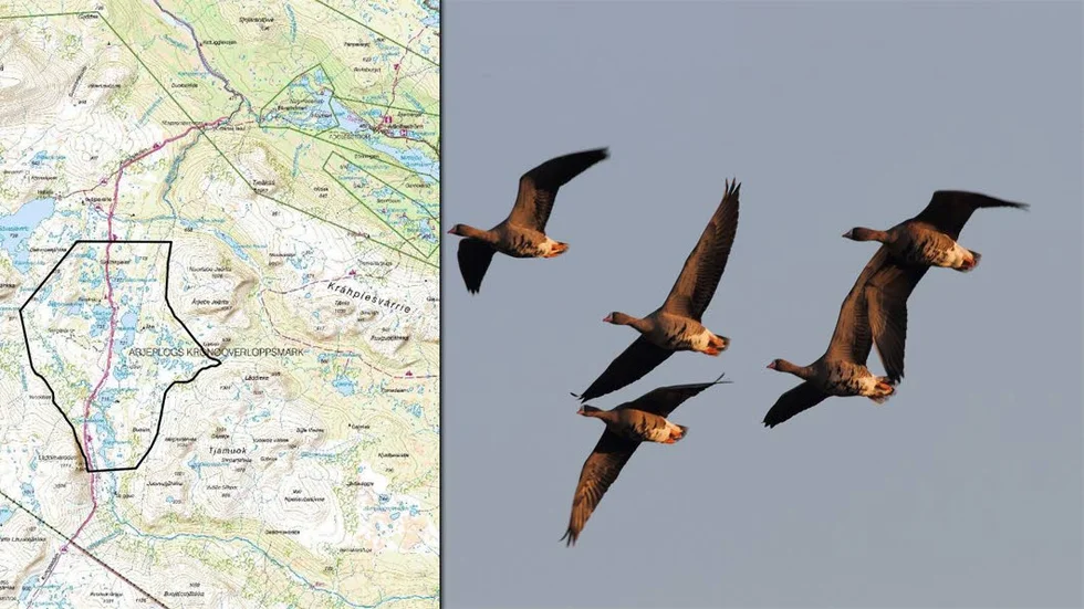 TILLTRÄDESFÖRBUD. Länsstyrelsen föreslår att det ska vara förbjudet att vistas i det inringade området. Bortsett från några undantag. Bland annat vandrare på Kungsleden och Svaipa samebys renskötare.