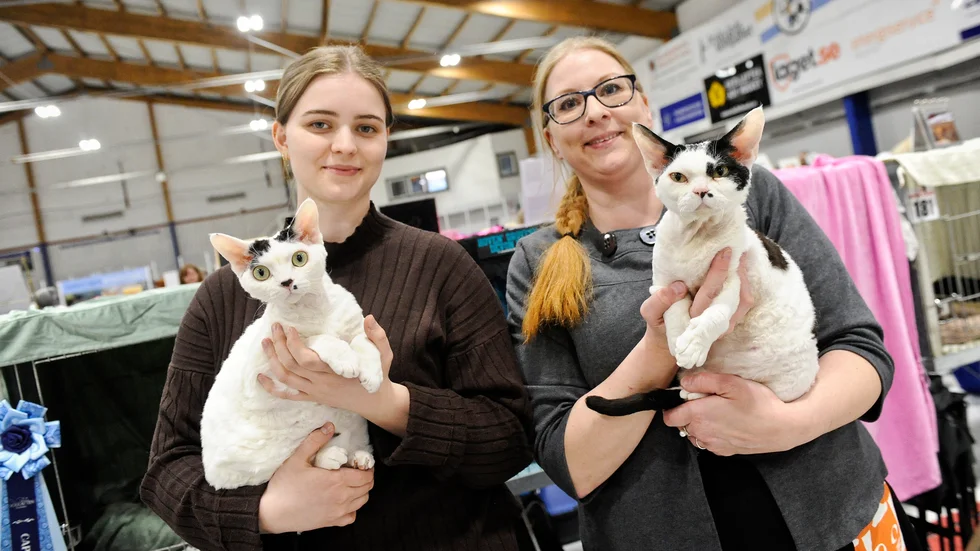Agnes Karlsson och Emma Öberg från Piteå med Ralph och Alve. Två Devon Rex som fick certifikat på kattutställningen i helgen.
