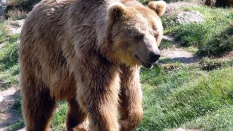 Björnarna har vaknat. En bilförare observerade en björnhanne på E 4:an i höjd med Gammelstad igår kväll. (OBS! björnen på bilden är från Orsa djurpark).