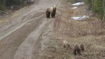 Sofia och pappa Stig fick se alla fyra björnarna springa över vägen för att sedan försvinna till skogs. Foto: Sofia Lundh