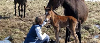 Nya kelgrisar myser på viltfarmen