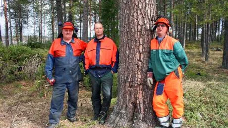 Björn Nilsson, Ulf Norén och Tommy Lindqvist vid en av de gamla ståtliga tallarna som kommer att fällas när den gammelskogsklädda kullen på Granudden ska bli båtuppläggsplats.FOTO: Jan Bergsten