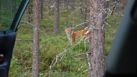 Lodjuret är normalt en mycket skygg varelse som sällan exponerar sig för människan. Vid detta tillfälle verkade det dock som om nyfikenheten tog överhanden. FOTO: FREDRIK BRÄNNMARK