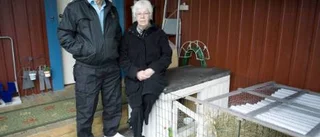 Dvärgkanin slets ihjäl av två sibirian huskys