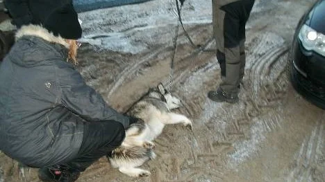 Vid omhändertagandet: Hundarna släpades ur burarna till bilen som tog dem från gården.FOTO: Inga-Lill Sturk