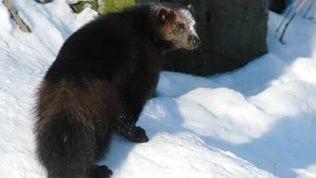 040229. Järv på Skansen i Stockholm. 
Foto: Hasse Holmberg. Kod 96 
COPYRIGHT SCANPIX SWEDEN