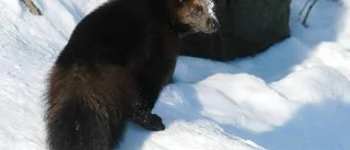 Järven går framåt