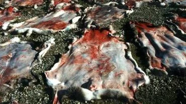 © SCANPIX Stockholm, Sverige / Sweden, , Foto: Anders Wiklund/SCANPIX  Code: 50030
*** ARKIV/FILEPICTURE ****
En samisk renslakt
-------------------------------------
A sami reindeer slaughter