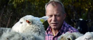 Tacka fåren för det öppna landskapet