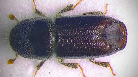 Liten granbarkborre blir 4,5 millimeter lÃ¥ng.