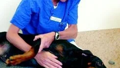 Hunden Dobbie får massage av hundfysioterapeuten Marie Söderström-Lundberg. Lika nyttigt för hund som för människa. Inom kort kompletteras djursjukhuset med en simbassäng för hundar.
FOTO: TITTI OLOVSSON