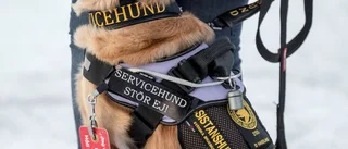 Servicehunden Minna är Emmas trygghet