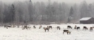 ”Jag blir glad när renarna kommer”