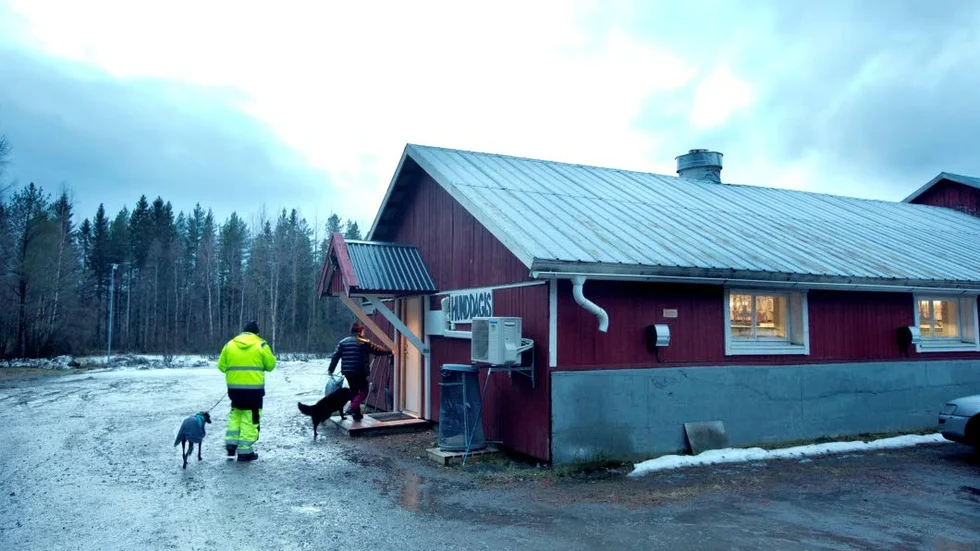 Bryggans hunddagis ligger på samma gård som brukshundsklubben.