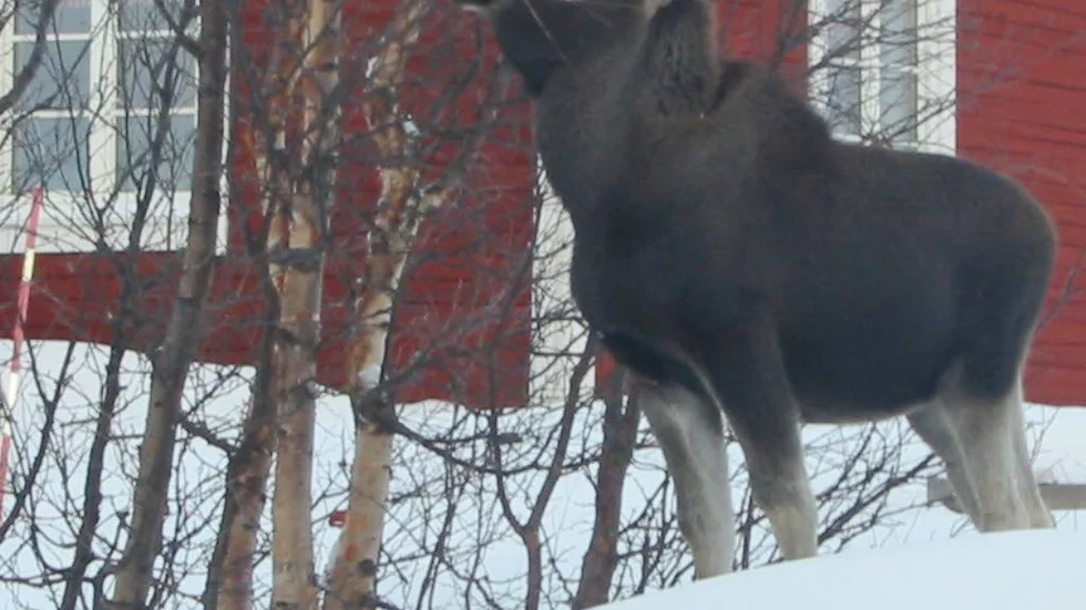 Älgen gick till attack mot kvinnan i bostadsområdet Bredviken i Luleå. (Djuret på bilden har inget med händelsen att göra) 
(Arkivbild).