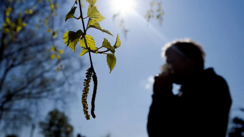Årets pollenmätning visar på en lång pollensäsong med förhöjda halter av alpollen, björk och gräs.