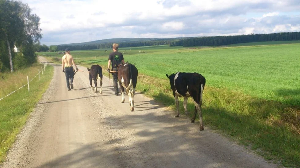 Efter tips återbördades tre av rymlingarna till hemmet i Lillpite. De fick fångas in och ledas hem då de var för stressade för att vallas.