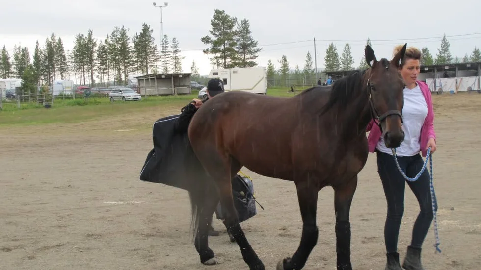 Sjulsmarksägda Broadway Laday är på väg mot karriärens första V75-äventyr. Den tidigare utdömda talangen har vunnit fyra av sina nio starter i Bodentränaren Hanna Olofssons regi