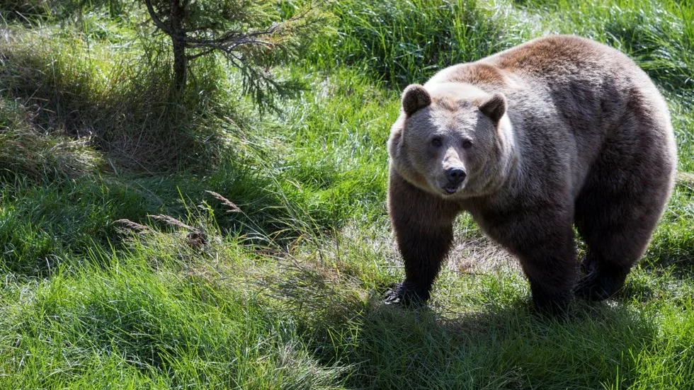 Normalt sett bedrivs inte licensjakt på björn, men man vill hålla koll på stammen inte minst för att problemen under renarnas kalvningsperiod ska minska.