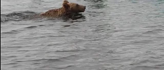 Närgånget björnmöte i sjö