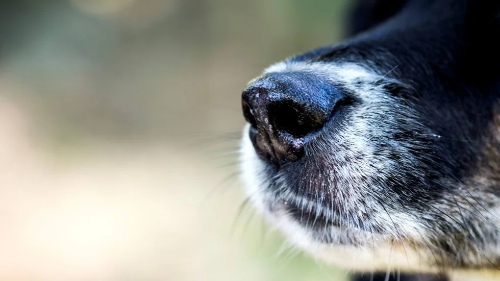 Illustrationsbild. En hundägare i en by utanför Piteå fråntas sin hund sedan djurinspektörer konstaterat att han vanskött den.
