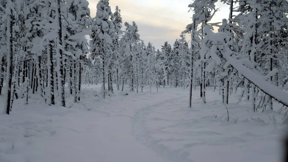 Älg-autostrada. Skogen i Lippi ser ut som en myrstack i genomskärning. Överallt finns det spår av skogens konungar. "De är påväg mot kusten, en del nöjer sig med några mil, medan andra kan gå 30 mil. Det beror på vad de vuxit upp med att göra", förklarar Åse Sundström.
