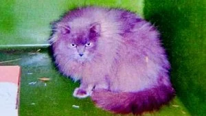 Den här katten har under flera dagar setts i Bogetorp, Hällestad. Nu är den på Fia-hemmet i Norrköping. FOTO: POLISEN