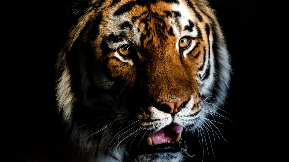 TIGER. Att rida på en tiger är att leka med elden.