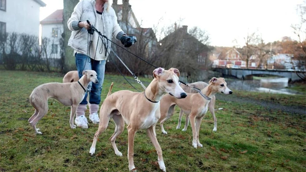 Helene Mörling i Söderköping föder upp Whippets. Just hennes hundar är inte rädda för smällare men det finns många andra som drabbas av ångest och stress. Helene efterlyser ökat föräldraansvar.