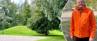 Efter frågorna i sociala medier – så blir det med pulkabackarna i Sveaparken: "Där vi bygger ravinen har ingen åkt pulka förut"