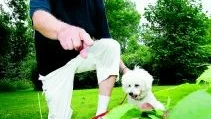 Peter Ölander på snigeljakt i trädgården med hunden Chico.	Foto: Andreas Skogh