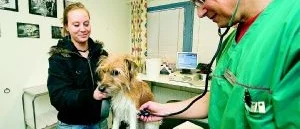 Hellre medicin än 
panikslagen hund