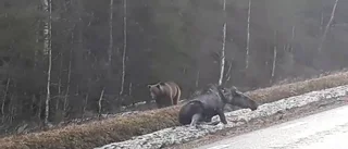 Se när björnen går till attack mot älgen
