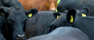 Lista: Här kan du köpa närproducerat kött