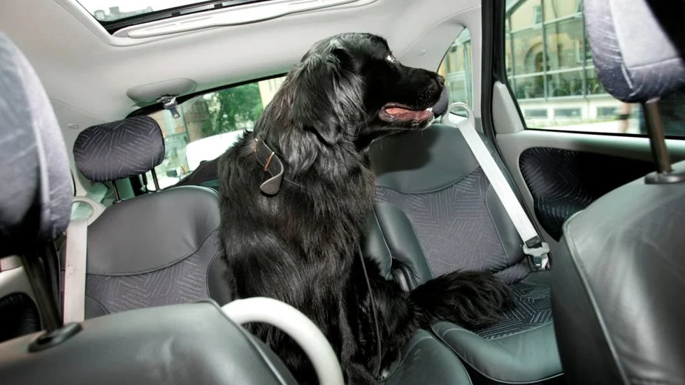 LIVSFARA. Under torsdagen fick polisen in tre anmälningar om tre ägare som lämnat sina hundar i bilen i tryckande värme. Polisen pekar på att lämna en hund instängd i en bil kan innebära livsfara.