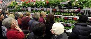 Pelargonfebern vägrar att ge sig