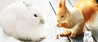 Haren Stig-Arne och ekorren Sven-Erik mumsar friskt