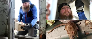 Larmet: Råttor tar sig in i hem – så skyddar du dig