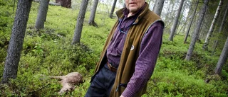 Här hittades den slaktade renkalven