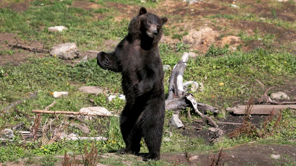 NALLE. Det finns cirka 2?800 björnar i Sverige.