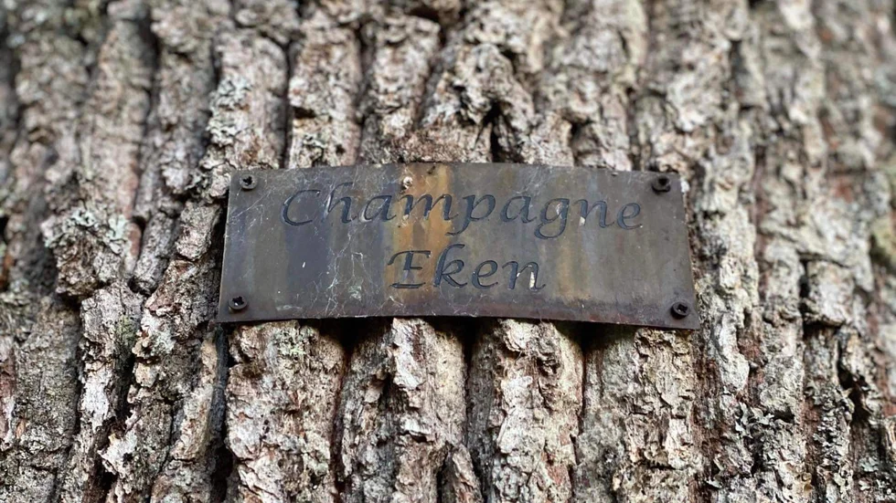 Kärleksbeviset på den gamla eken. 