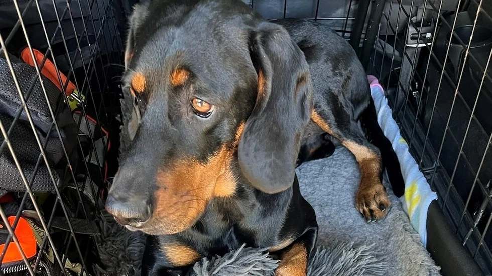 Hunden Gordon kan ha räddat Johans liv.