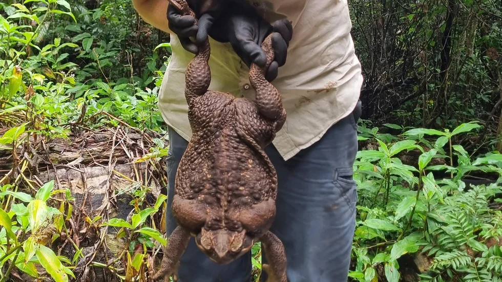 Rekordpaddan utnämndes till Toadzilla.