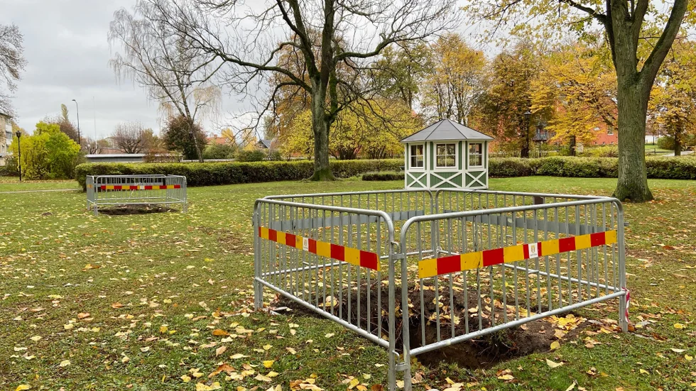 Några nya träd ska planeras i Asylenparken. Då krävdes att en arkeolog övervakade grävningen.