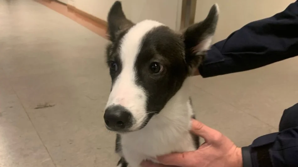 Hunden sprang lös vid Järnvägsleden. 