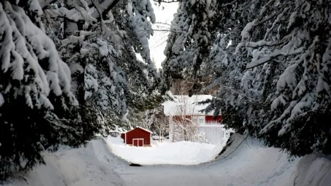 En vykortsvy på Hindersön. De snötyngda träden bildar en vacker allé.