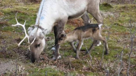Rovdjurskadeersättningen täcker inte alls förlusterna på renkalvar, visar en studie som gjorts i Norrbotten. Nu vädjar länsstyrelsen till regeringen om mer pengar för inte samebyarna ska knäckas.