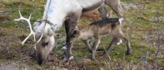 Länsstyrelsen vädjar om mer pengar till samebyarna