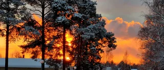 Läsarbilden                   