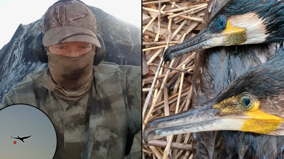 Urban Törnqvist, kommunjägare, är en av dem som jagar skarvarna under den tillåtna skyddsjakten. "Vi gräver ner de vi skjuter eller om de är skjutna med alternativhagel kan de få ligga framme."